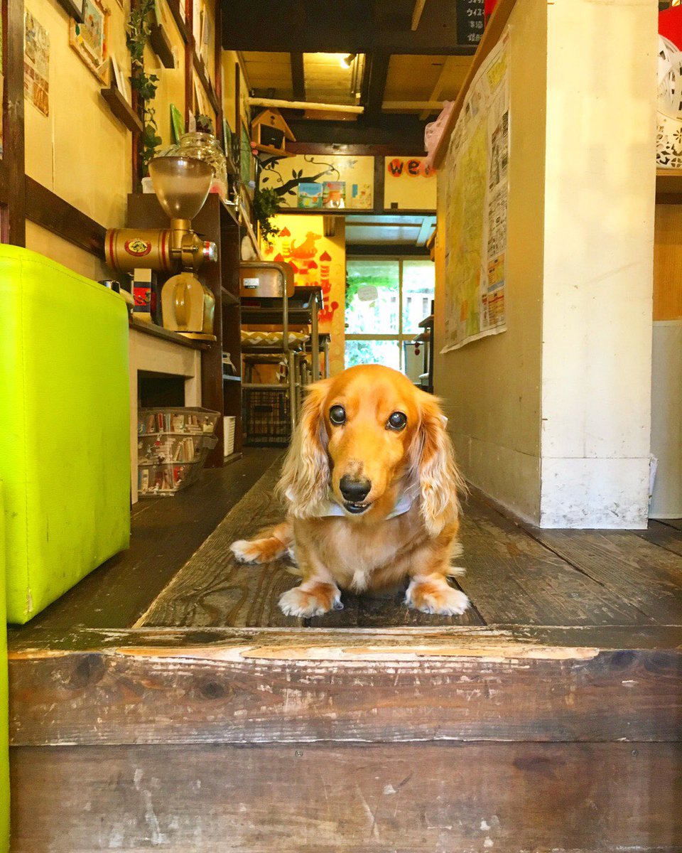 cafe 中崎町 久しぶりにモカ店長が出勤しています 入り口でみなさんをお待ちしております ᐢ ᐢ cafe 中崎町 絵本カフェ モカ店長出勤
