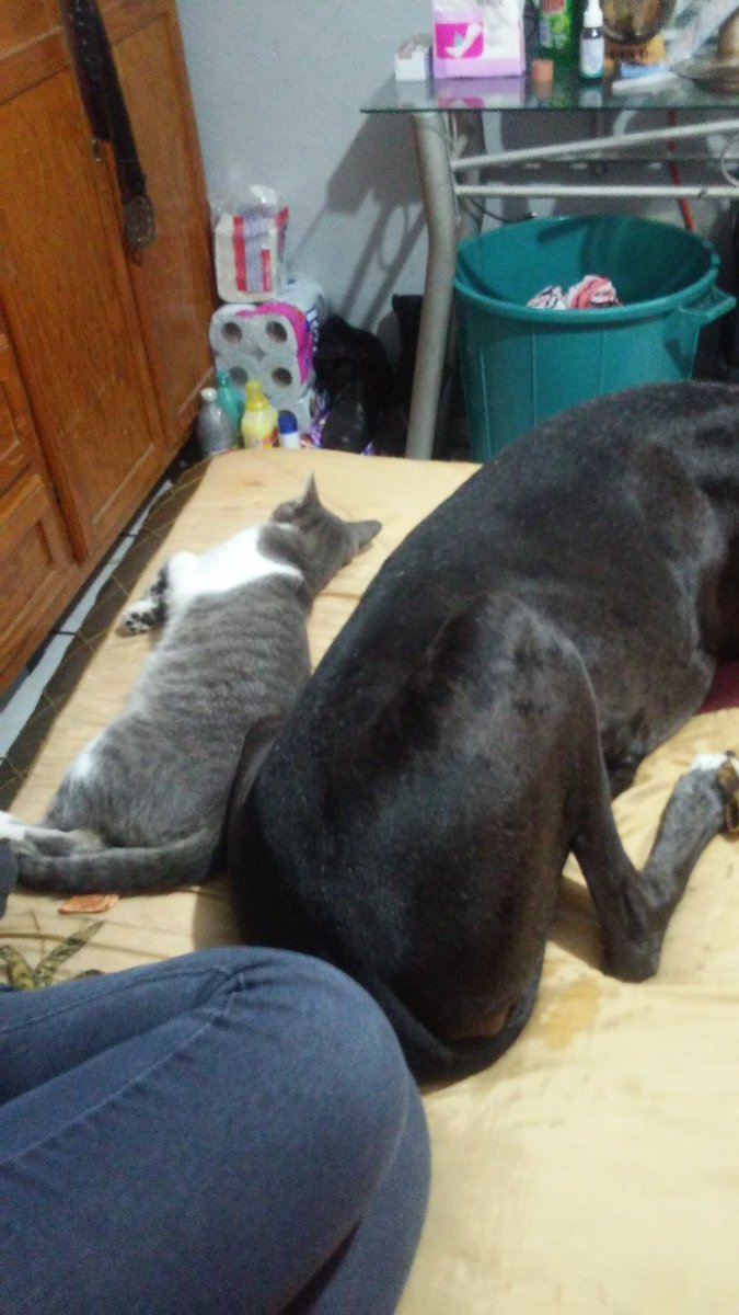 PaulGuilo's tweet photo. Donde quedó la rivalidad?? Mis dos amores https://t.co/mv1NgY3i0n