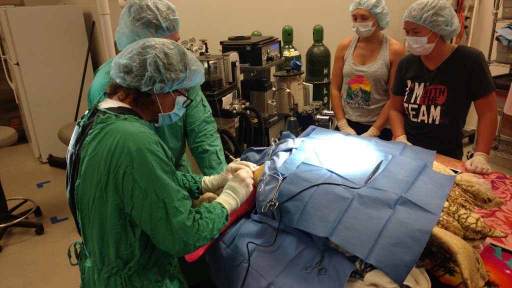 Honu Release this Sunday! - mailchi.mp/22196a18fde6/h…