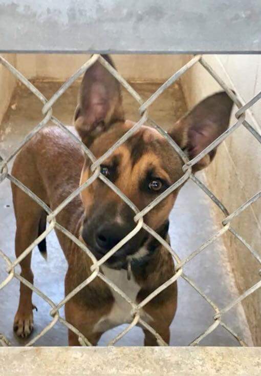 ProtectThe2's tweet image. DEADLINE:TOMORROW 4:00 p.m.
Benji gorgeous #shepherd/basenji mix. Not one single call to #save him. Need SHARES. His stray hold has come &amp;amp; gone. Benji is young &amp;amp; friendly but he will be #EUTHANIZED 
kennel 9
Rural South #Texas Shelter Near Corpus Christi 
FMI: ☎️410-608-2195