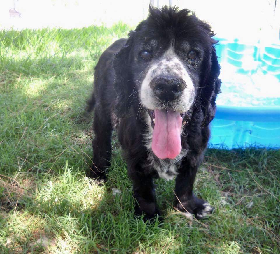 ProtectThe2's tweet photo. GEORGIE is a perfect best friend☆he’s got limited vision,a slight limp but his ♥️ is very big
ID #A517173
6 y/old Male #CockerSpaniel mix 
SBC Animal Shelter
333 Chandler Place,San Bernardino,CA
☎️(909) 384-1304
#Rescues email Jennifer
📧 Vanness_je@sbcity.org
#ADOPT #FOSTER https://t.co/i3cN7AOVVU