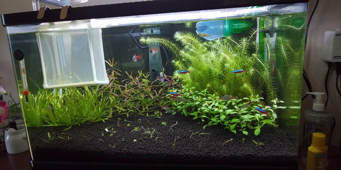 マヤカ 水草 の植え方や増やし方を紹介 トリミング方法やレイアウトも掲載 アクアリウムを楽しもう