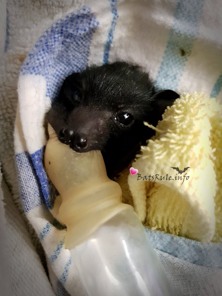 Bats_Rule's tweet photo. ❤️🦇LUV ya baby bat🦇❤️
^..^ #batsrule #bat #megabat #littlered #flyingfox #fruitbat #foxbat #fledermaus #babybat #orphanbat ^..^ https://t.co/rFi8NAlJFT
