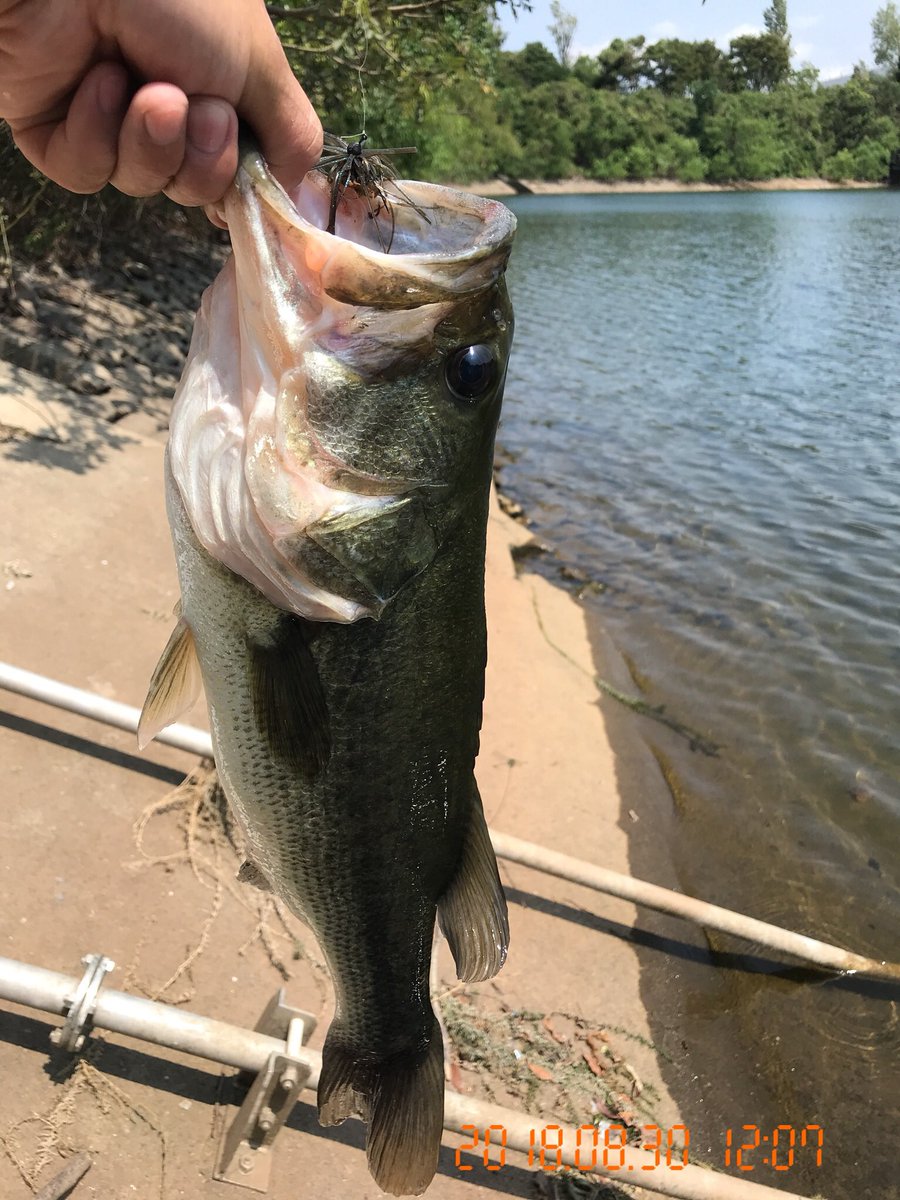 T N 西神中央 野池 49cm C4jig 1 3g ゲーリーレッグワーム2 9 池の真ん中 多分ウィードエリア に落とし込み着底後すぐバイト