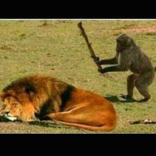 CyaDimples's tweet image. New Name alert🚨....Shaya GABUZA 😂