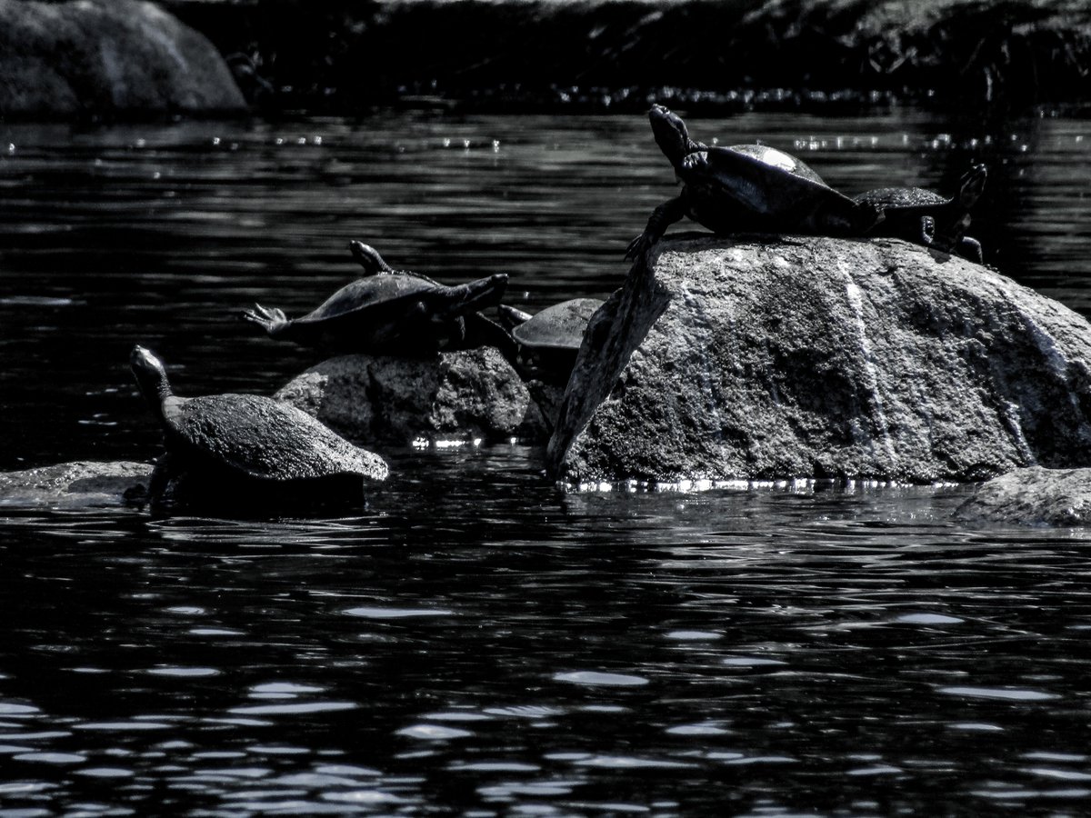 TrashTheUnded's tweet photo. six turtles for #hcimdt https://t.co/IsDmZqigXX