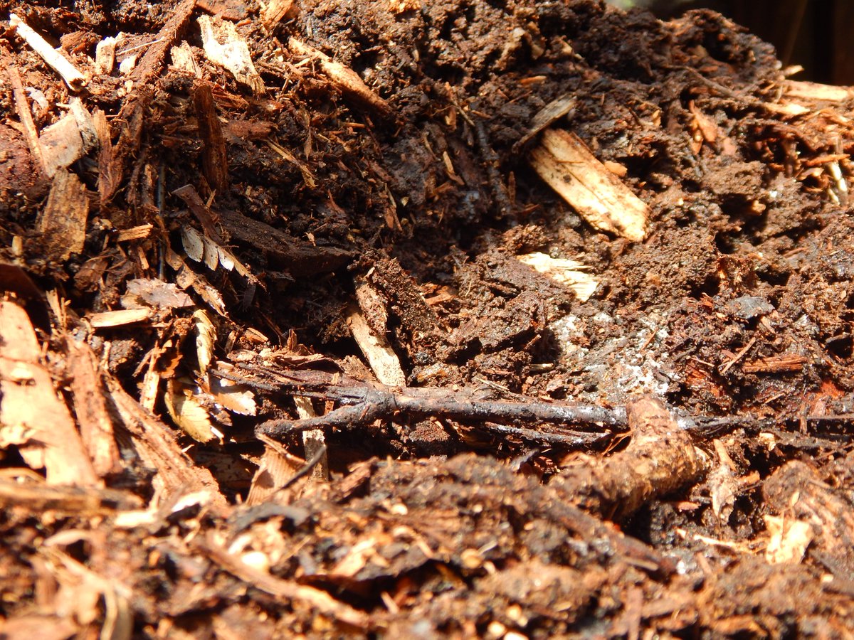 KahukuFarms's tweet photo. ๐ถour compost bring all the worms to the farm ๐ถ
We add to our compost pile EVERY day so that there's enough healthy soil to go around ๐ฑ๐๐
#kahukufarms #farmlife #ButFirstCompost #beefresh #beelocal #beealoha #hilife #recycling #compost https://t.co/nVaGAdWMsa