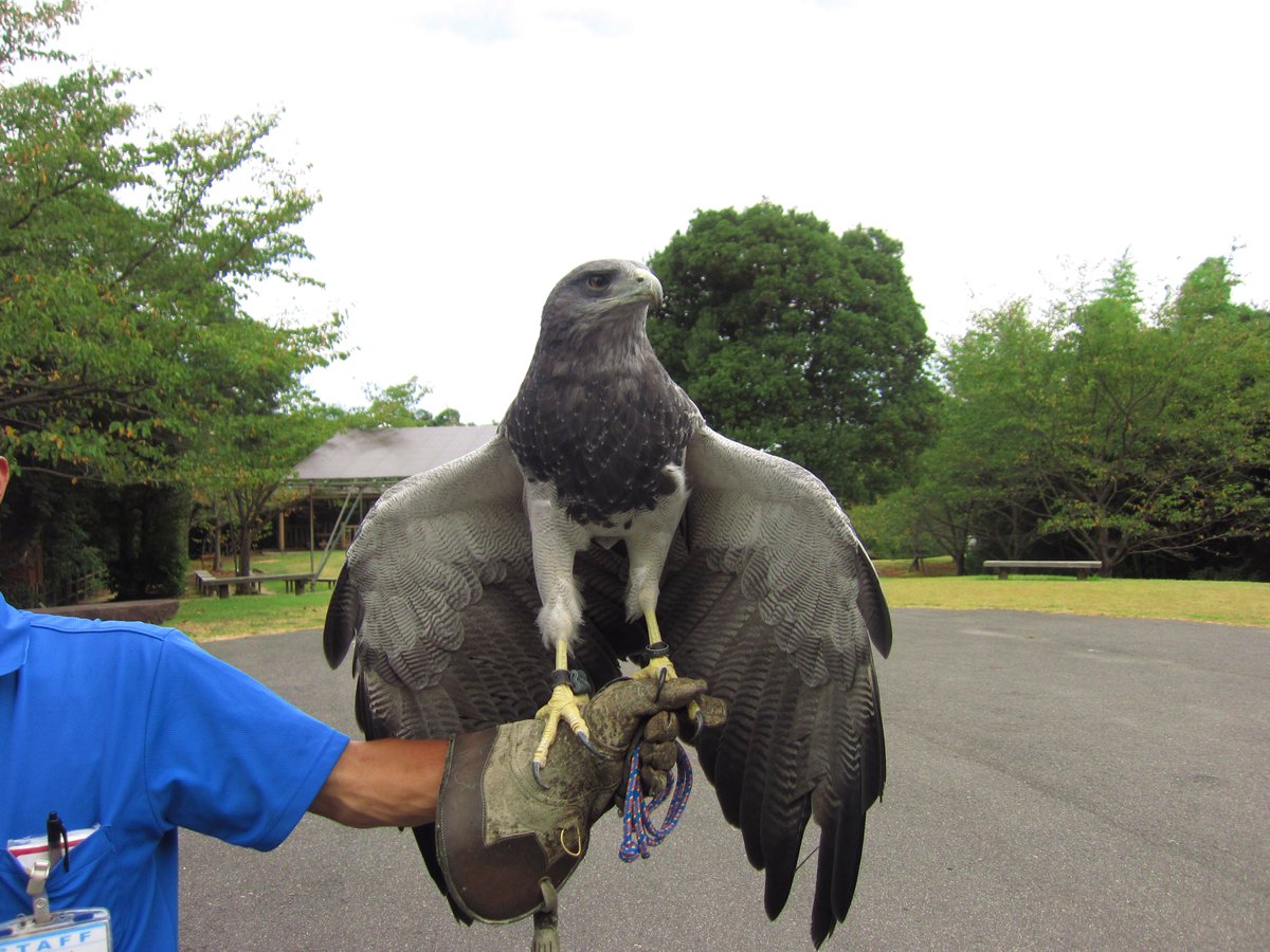 鷹 と 鷲 の 違い 鷹 タカ と 鷲 ワシ と 鳶 トビ の違い 意味と使い方 使い分け 鷹 と 鷲 の 違い 鷹 タカ と 鷲 ワシ と 鳶 トビ の違い 意味と使い方 使い分け