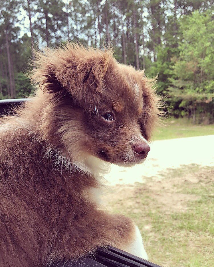 EliseCreel's tweet photo. I am so thankful I have him as my fur baby! The best thing that has come out of this year so far is my sweet kona💙 #mycuddlebuddy #hegetsmethroughlife #myhappiness #hesohandsome #mychild https://t.co/Wj7UsPO134