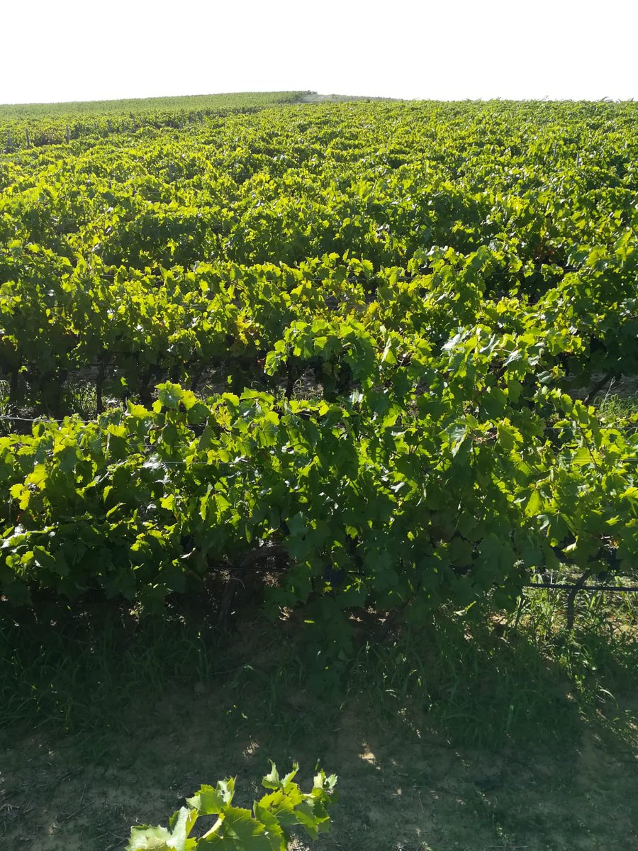 fondoantico's tweet photo. From the vineyard to the glass, passing through the cellar: some suggestive shots of the collection of our Nero D'Avola from which it is born April.
#Harvest  #Wine #Harvest2018 #NeroDAvola #AprileWine #Summer2018 #Wine #Wine #WineTasting #ItalianWine #SicilianWine #Sicily https://t.co/CDyC6fQFBr