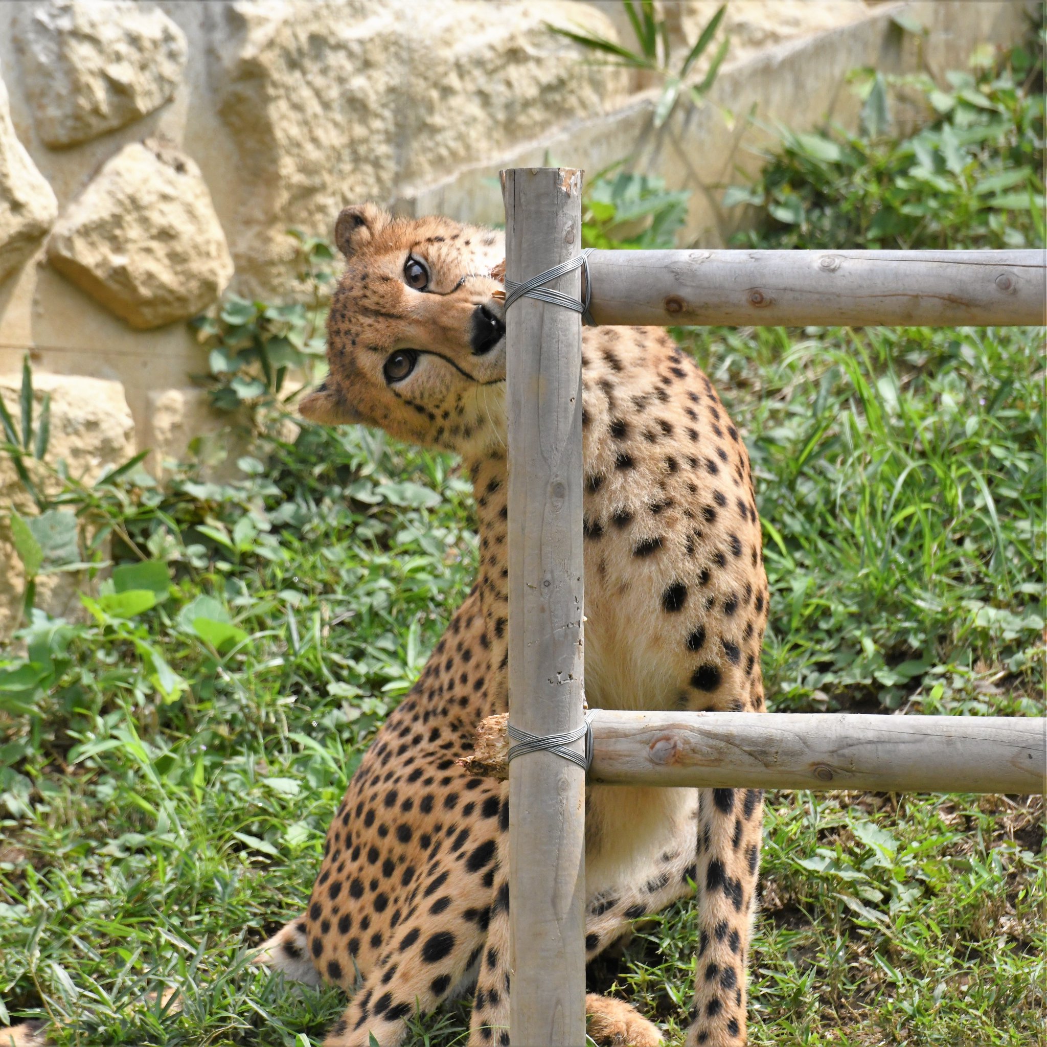 空白寺 かんでみた かたかった 多摩動物公園 チーター