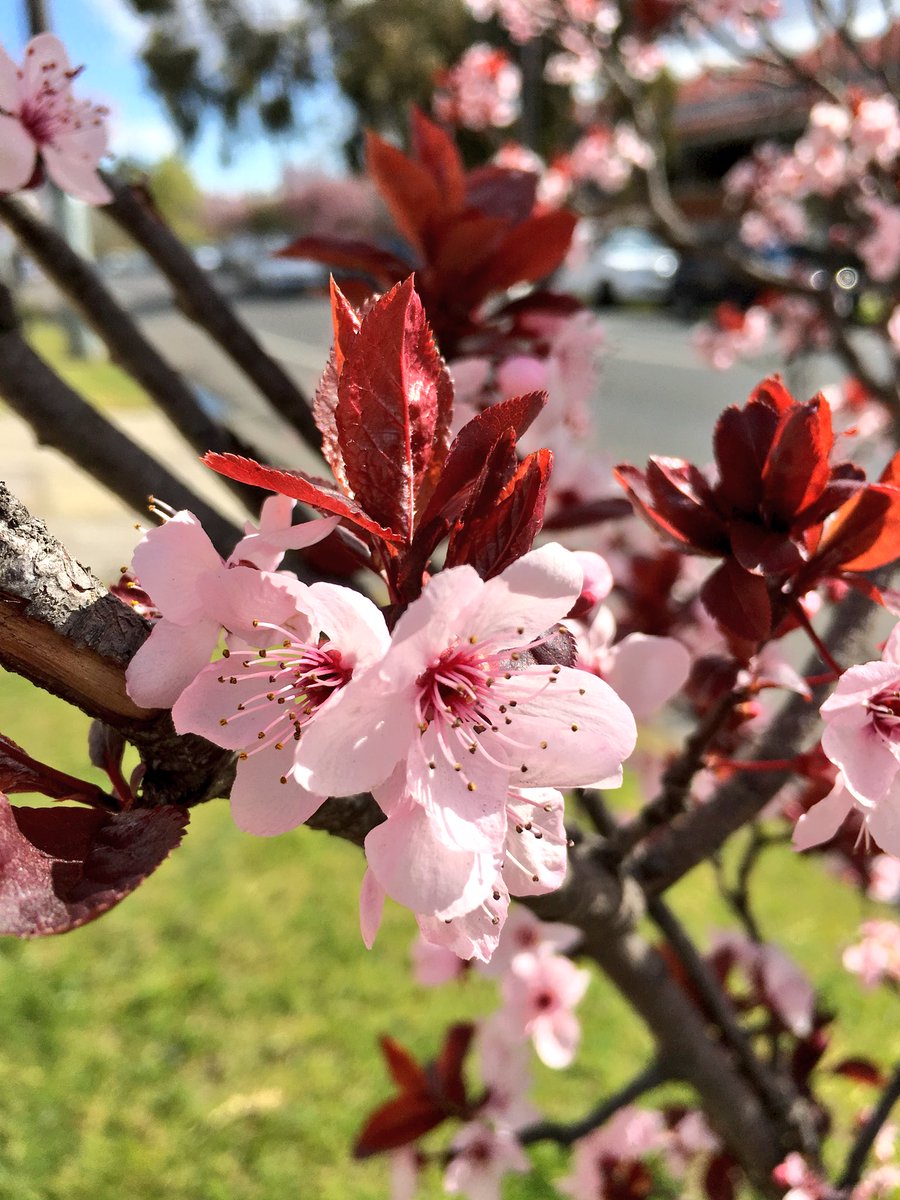 Nvncy's tweet photo. Leaving some pretty flowers on your timeline 🙌🏻😍🌸 https://t.co/AsU6X70NTU