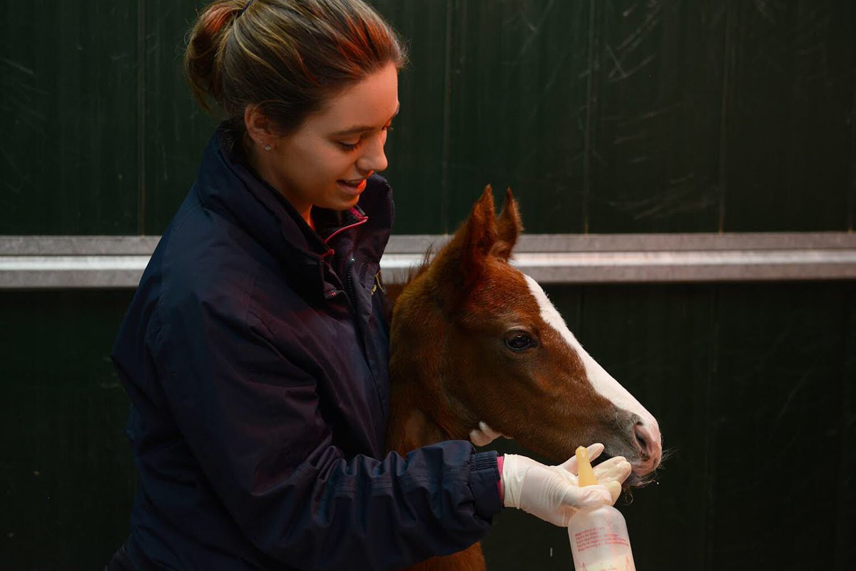 TheEquineClinic's tweet photo. Reminder that our client evening starts at 6pm this evening at the Unicorn Centre GL54 1JZ. Sandwiches, nibbles and drinks will be available from 6pm. We look forward to seeing you all there! 🥪🦄🍰🍷 #bvec #meetandgreet #clienteve #vetsontour #silentauction #cotswoldgin https://t.co/UgkjOHdeWt