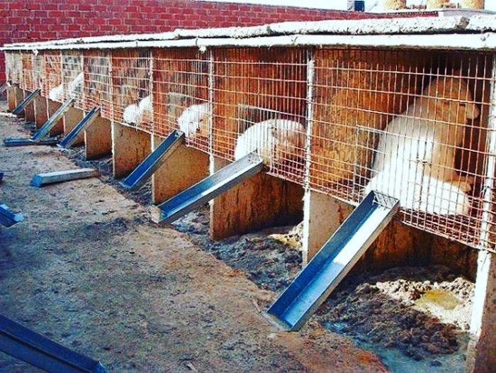 ANIMALTER tweet media
