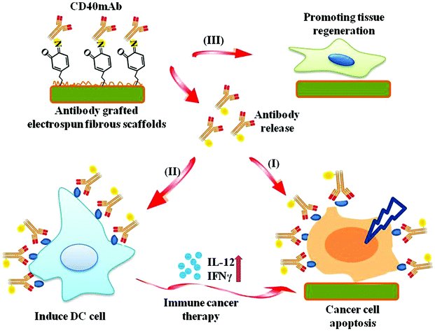 pdf molecularly imprinted polymers in biotechnology