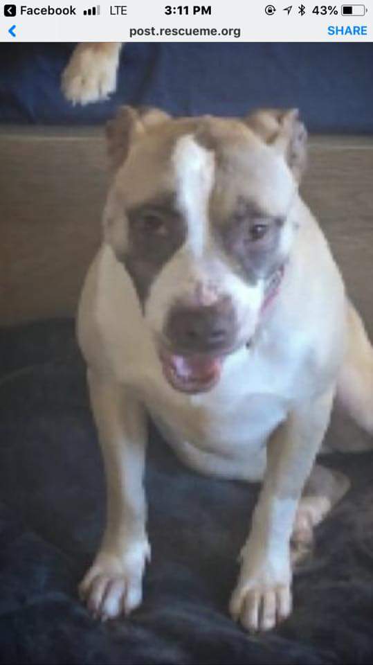 ProtectThe2's tweet photo. #HELP NEEDED #URGENT #FOSTER LEAVES FRI ON VACATION
THIS GIRL NEEDS STRONG DOMINANT MALE IN LIFE!CAN U BE HER KING?
American #Bulldog/#Staffordshire Terrier
Penelope is great &amp;relaxed. Very happy girl.

Scooby-Doo's Rescue Mission
Morris County
Lincoln Park, New Jersey 07035 https://t.co/zAa6EV9pdZ