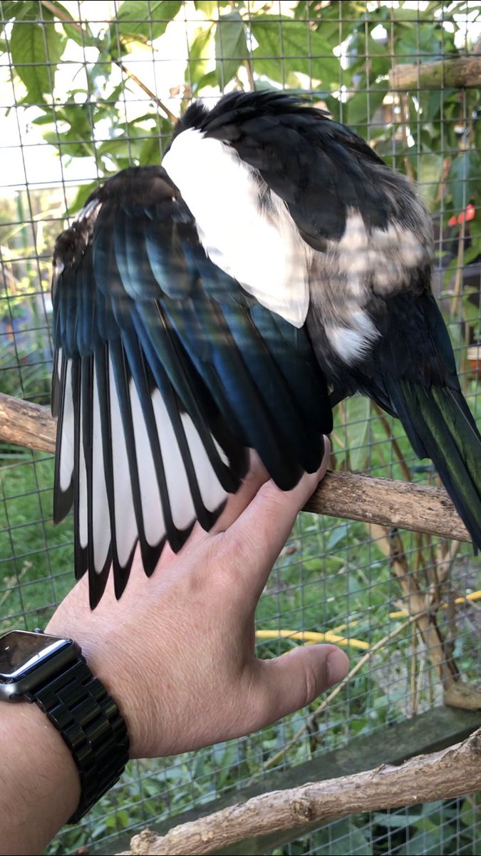 breesophiebree's tweet photo. Here are the primaries I shed and this seasons replacements! https://t.co/IJ7lfSDNW2