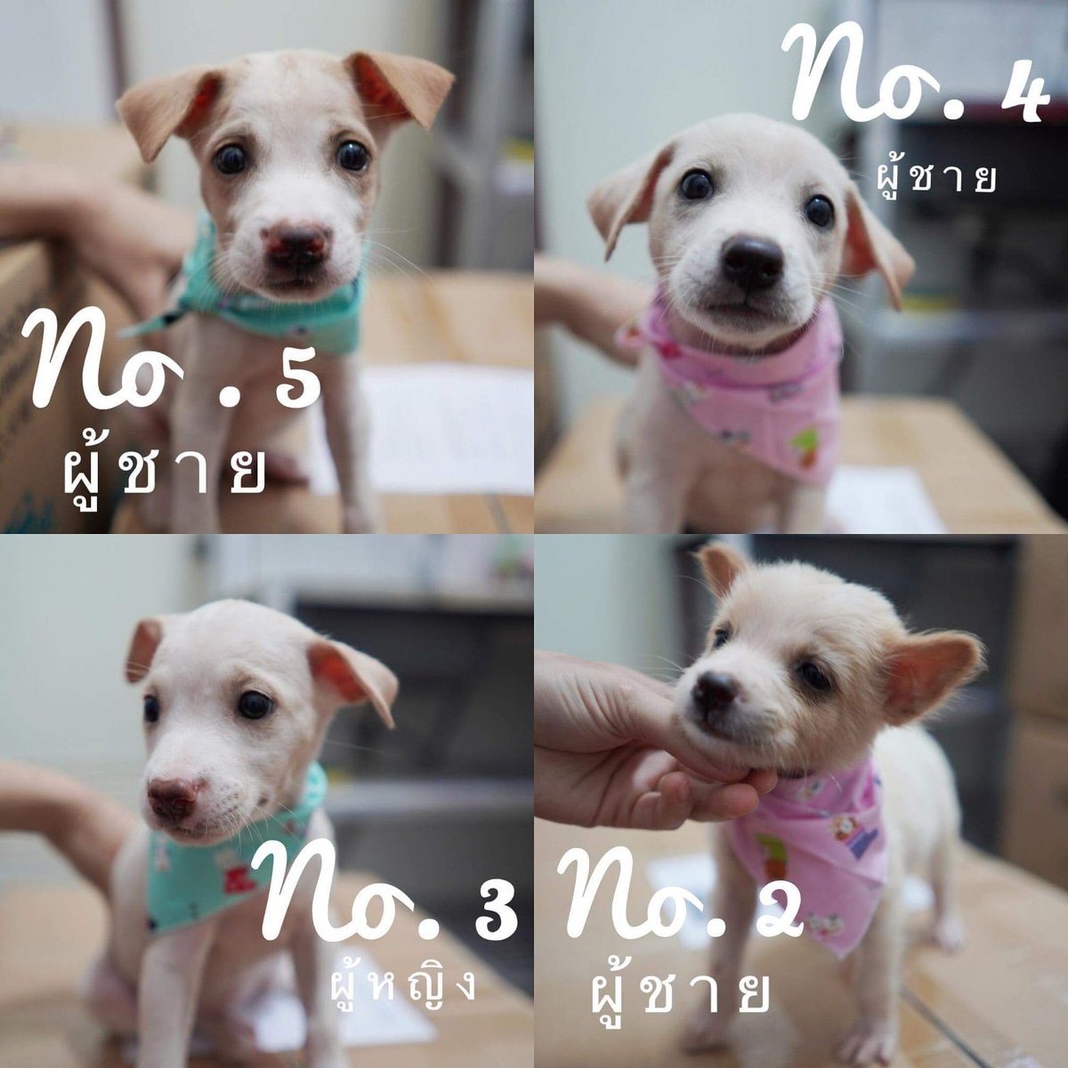 rakmahjung's tweet photo. 📌หนูไม่อยากเป็นหมาจรแล้ว อยากมีบ้าน อยากมีคนรัก มีใครพอจะมีบ้านว่าง และความรักเหลือๆ ให้พวกหนูบ้างมั้ย.. 1 แชร์ของพี่ อาจจะทำให้หมาถูกทิ้งแบบหนู..ได้บ้านก็ได้
📍หาบ้าน
📍พิกัด ระยอง (ตอนนี้ฝากคลีนิกเชิงเนินรักษาสัตว์ไว้)
📍สนใจติดต่อ 087-1272223
ส่งได้แถวกทม.-ภาคตะวันออก https://t.co/gYd5Gh0c7H