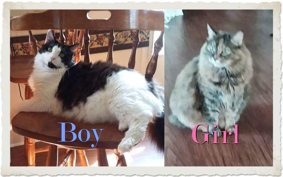 ProtectThe2's tweet photo. #CODERED☆Lexington NC☆BONDED MAINE COONS☆THEY'RE BEING #DUMPED 4 NO KNOWN REASONABLE REASON APART FROM HAVING BECOME OBJECTS OF ANNOYANCE 2 THEIR #HEARTLESS HUMAN THEY'RE LOCAL #KILL FACILITY BOUND. #ADOPT #FOSTER #RESCUE 

https://t.co/dF4TDydN8X https://t.co/SgJDeYhKxI