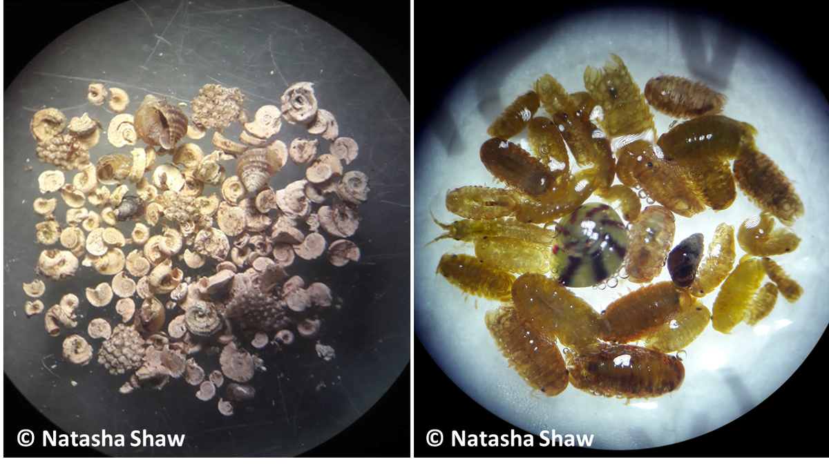 CapturingRCoast's tweet photo. ... @nashaw97 is removing flora & fauna to see what inhabits this invasive species. She then carefully measures and weighs each plant for direct comparison. Weeks of effort from Natasha in the @thembauk lab have been priceless to help this @CapturingRCoast #CoCoastSW study! https://t.co/mfR7dL8YxT