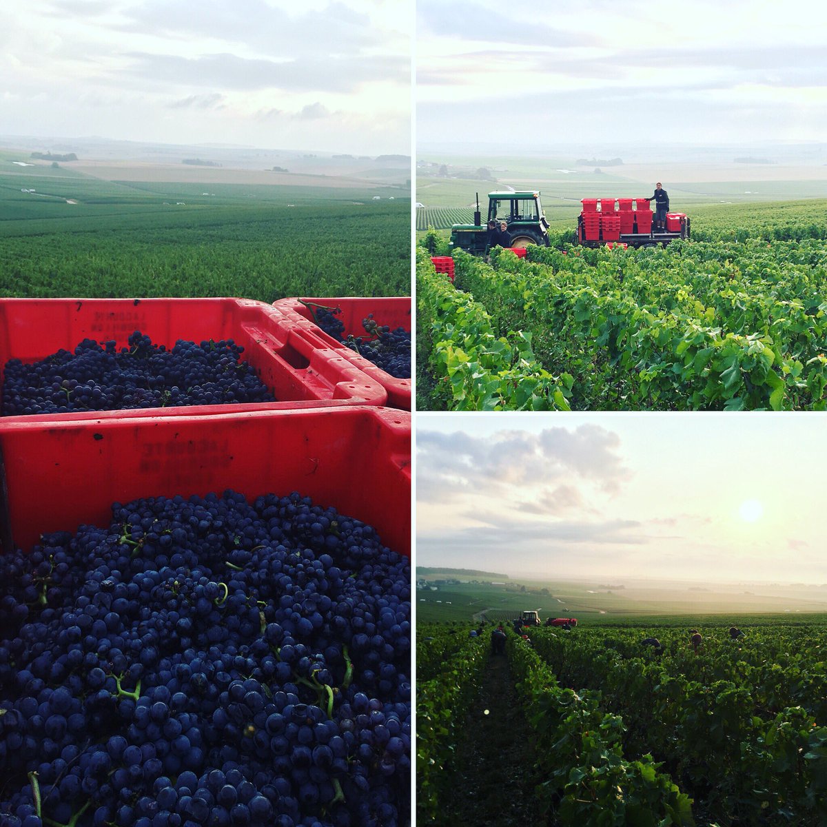 Great view, beautiful grapes 😄
#lesplantes #vendanges2018 #harvest2018 #champagne #lacourtegodbillon  #champagnelacourtegodbillon #grower #vigneron #ecueil #montagnedereims #maturité #conversionbio