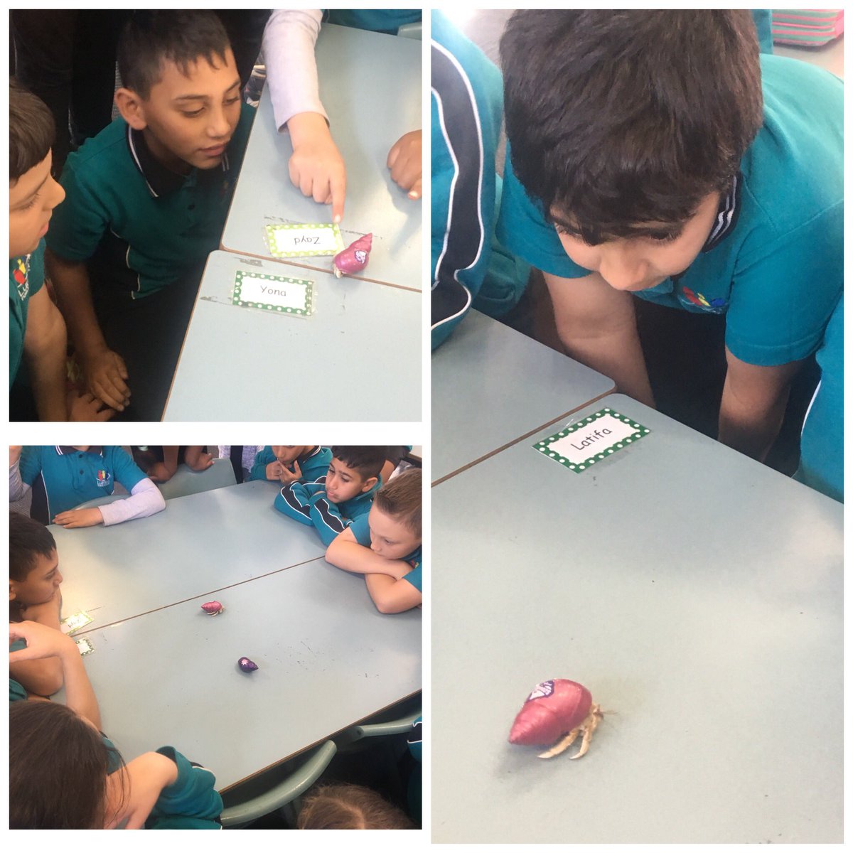 Alyce Sullivan (@alycesullivan) on Twitter photo Meet 4S’s newest friends! Mr. Krabs and Larry the hermit crab. #livingworld #science <a href="/LurneaPS/">Lurnea Public School</a> @MrCRV1979 Meet 4S’s newest friends! Mr. Krabs and Larry the hermit crab. #livingworld #science <a href="/LurneaPS/">Lurnea Public School</a> @MrCRV1979