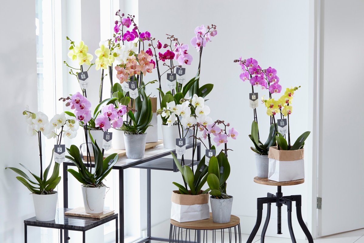 Meer weten over <a href="/StarQualityBy5/">Star Quality... By5®</a>? Bekijk onze website: by5.nl of volg ons via instagram.com/starqualityby5/