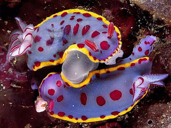 Удивительные морские животные. Голожаберные моллюски. Редкие морские животные. Необычные морские жители. Необычные обитатели моря.