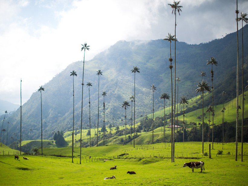 Toms__Research's tweet photo. In case you were wondering where to find the tallest palm trees. Here they are! They look phenomenal set against the sharp mountains behind.🗻
Contact me now to get exclusive #travelguides and research for destinations all over the #world.✈️
.
.
#travel #travelling #tourist https://t.co/6FJ4JLK3p4