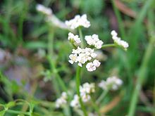 Our swallowtail butterflies here in Norfolk are very partial to Milk Parsley, mostly enjoying it for breakfast, lunch and tea! ow.ly/1yjJ30ltyK3