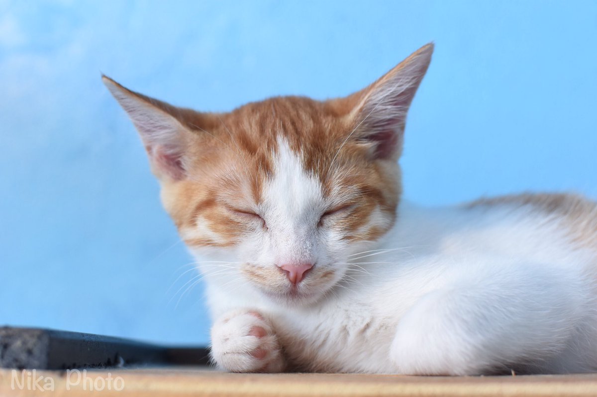 nikamochi's tweet photo. 奈良県生駒市の保護猫カフェ Dear Cat( @dear_cat_cafe)さんのねこちゃんたちシリーズ⑥

ごろんちょさん！
折りたたんだおててがかわいいかった😍

#奈良 #猫カフェ #保護猫カフェ 
#dearcat 
#写真好きな人と繫がりたい 
#Photography https://t.co/8IyOuWTpWS