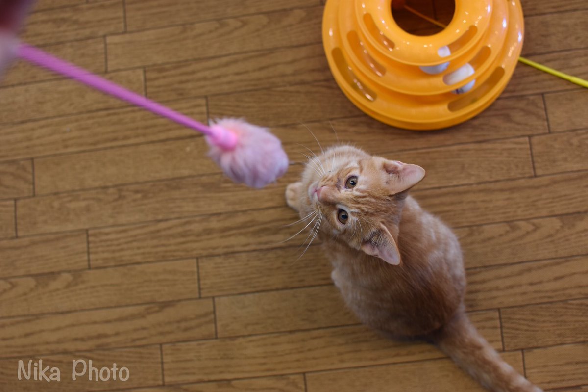 nikamochi's tweet photo. 奈良県生駒市の保護猫カフェ Dear Cat( @dear_cat_cafe)さんのねこちゃんたちシリーズ

お気に入りー！！

#奈良 #猫カフェ #保護猫カフェ 
#dearcat 
#写真好きな人と繫がりたい 
#Photography https://t.co/57gRu8DF06
