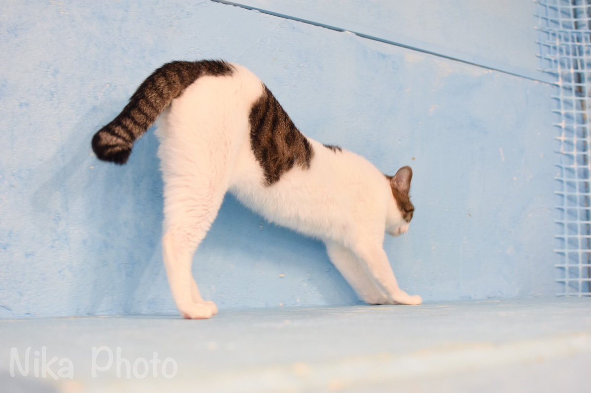 nikamochi's tweet photo. 奈良県生駒市の保護猫カフェ Dear Cat( @dear_cat_cafe)さんのねこちゃんたちシリーズ⑨

大人さん
お子を見守る優しい大人たち〜💓

#奈良 #猫カフェ #保護猫カフェ 
#dearcat 
#写真好きな人と繫がりたい 
#Photography https://t.co/3v16sTO1NA