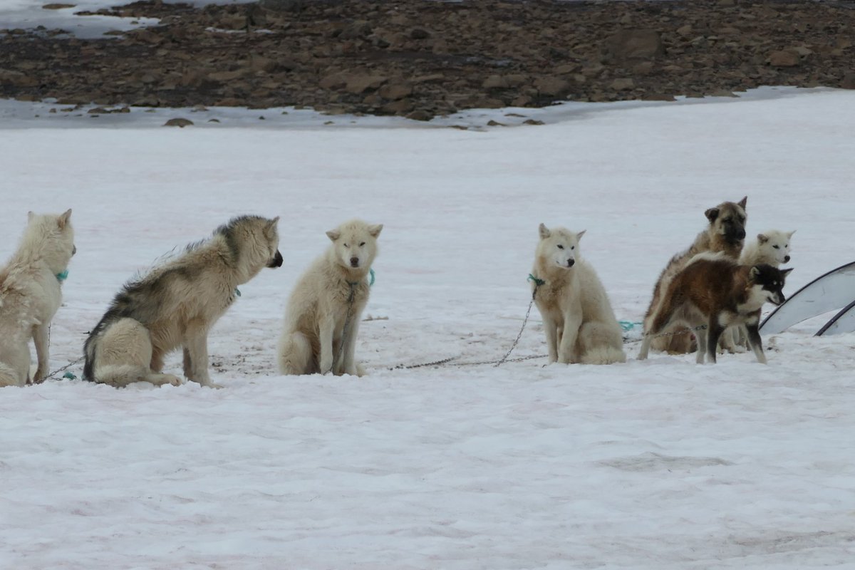 白眉ちゃん A Twitter グリーンランドの犬ぞり用の犬は グリーンランディック ハスキーという 世界でも数少ない純血種の犬 グリーンランド では その血統を守るため 他犬種を持ち込むと全て殺処分されるという また 海外に出たグリーンランディック ハスキーは