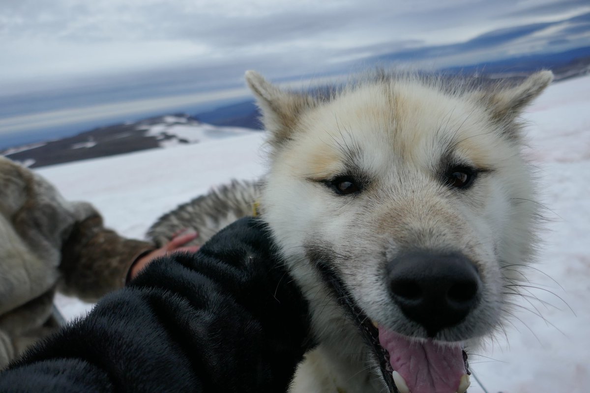 白眉ちゃん A Twitter グリーンランドの犬ぞり用の犬は グリーンランディック ハスキーという 世界でも数少ない純血種の犬 グリーンランド では その血統を守るため 他犬種を持ち込むと全て殺処分されるという また 海外に出たグリーンランディック ハスキーは