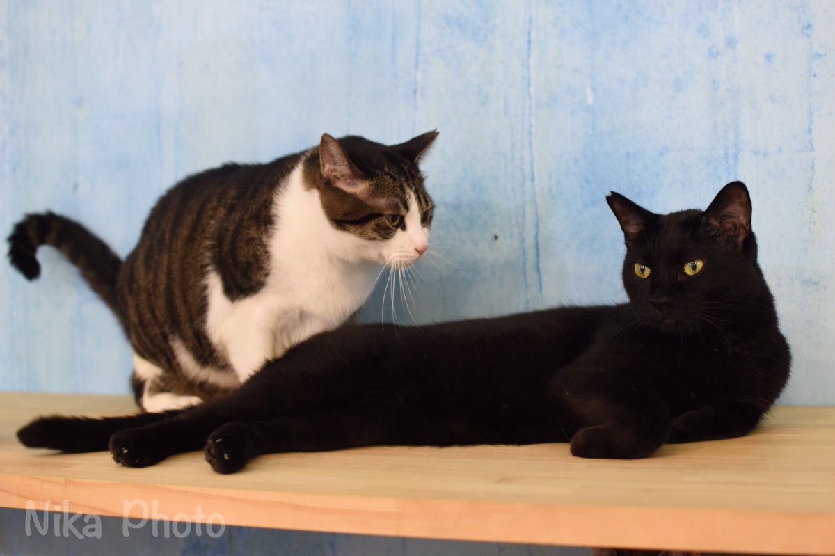 nikamochi's tweet photo. 奈良県生駒市の保護猫カフェ Dear Cat( @dear_cat_cafe)さんのねこちゃんたちシリーズ

お気に入りー！！！！！

#奈良 #猫カフェ #保護猫カフェ 
#dearcat 
#写真好きな人と繫がりたい 
#Photography https://t.co/Ti645bcHeS