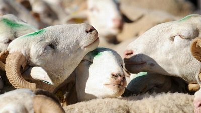 petitsjobsfr's tweet photo. #job dans le Tarn-et-Garonne : tondre des moutons ➡️https://t.co/7JM6GrFtIb … … …      

#jobbing #tonte #mouton #boulot #travail #consommationcollaborative #TarnEtGaronne https://t.co/rz9EaWLl4T