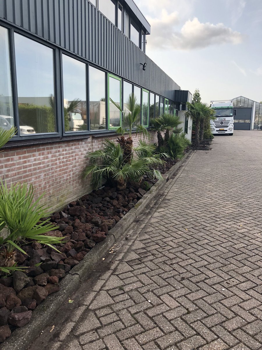 Ons pand ziet er weer groenig uit! #palm #sfeer #netjes