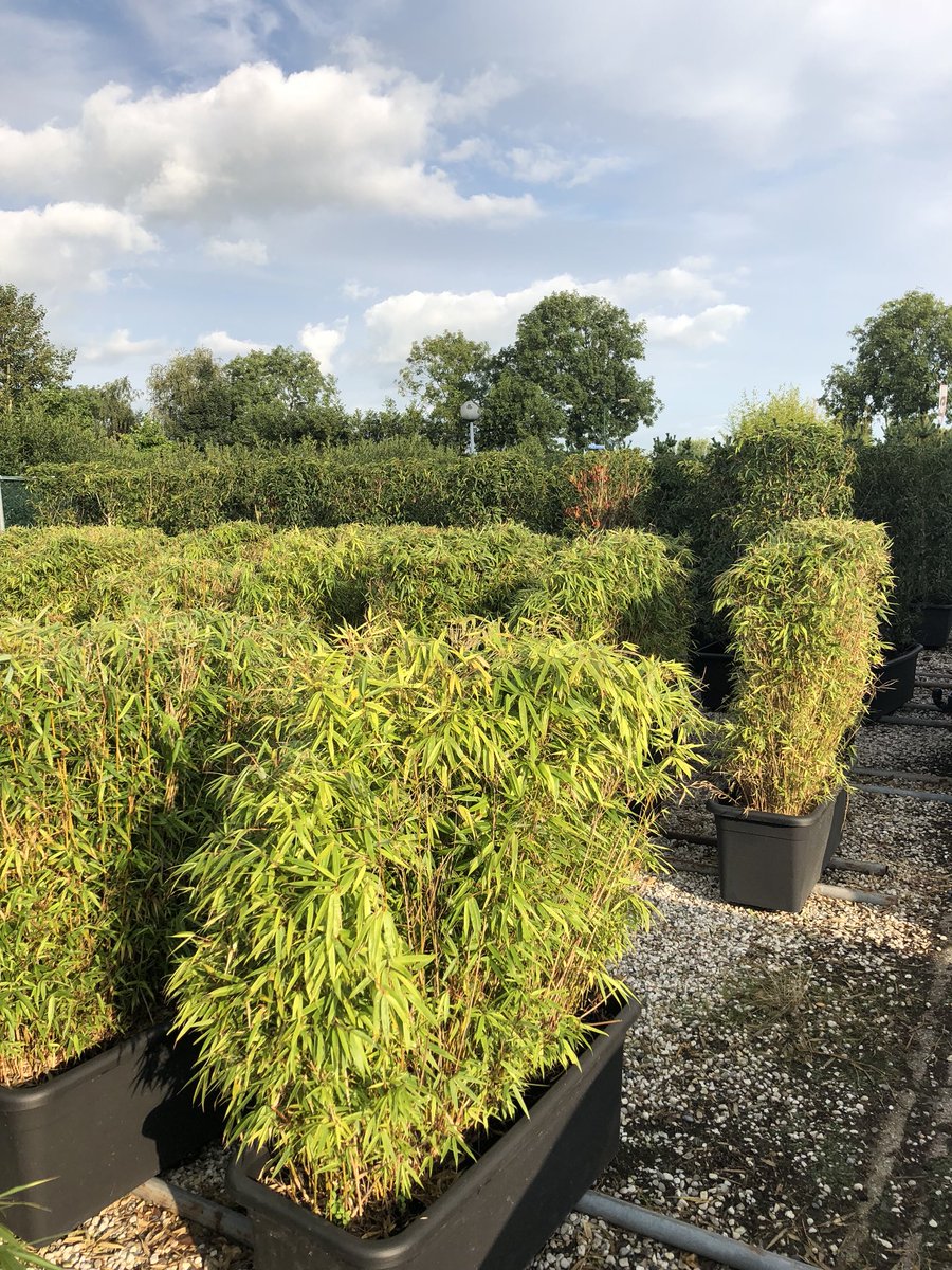 Het groen staat weer netjes klaar voor de komende beurzen en evenementen! #groen #verhuur #beurs #sfeer #expo #haag