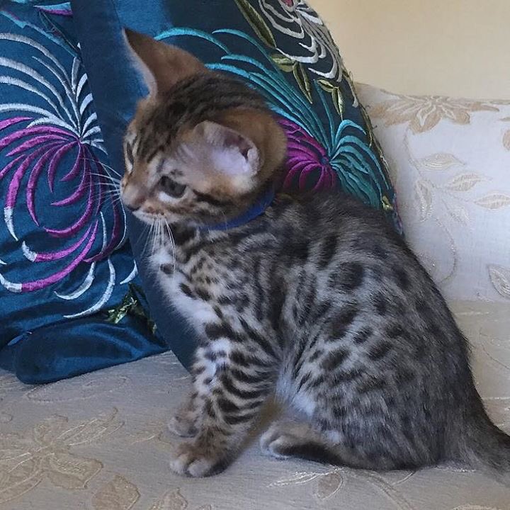 We have one friendly, playful, affectionate brown spotted kitten who loves company he ready to go to his forever home now.
Nevaehbengals.co.uk
#CuteKittens #CuteKitten #bengalkittens #bengalkittensforsale
#kittenoftheday #kittenlove