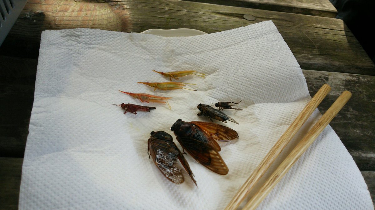 友達と捕まえた虫を食べた 今年の発見はバッタの美味さ 写真は1枚目が茹でた後 秋野 ひろ マンガ家のイラスト