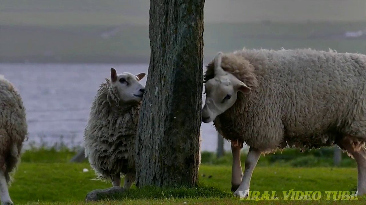 овечка из мультика. овца бежит. овечки. овечка мульт. лула барашек шон.