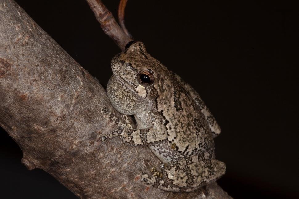 CarolineWayne9's tweet photo. Grey Treefrog https://t.co/dQzredT0VA