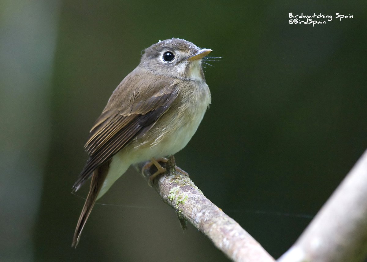 Nos quedan unas pocas plazas para el #viaje #ornitológico que haremos a #SriLanka el próximo enero ¿te vienes? Más info birdwatchingspain.net/viaje-ornitolo… … #Aves Pondremos a prueba la excelente óptica #minox en las impresionantes selvas de Sri Lanka