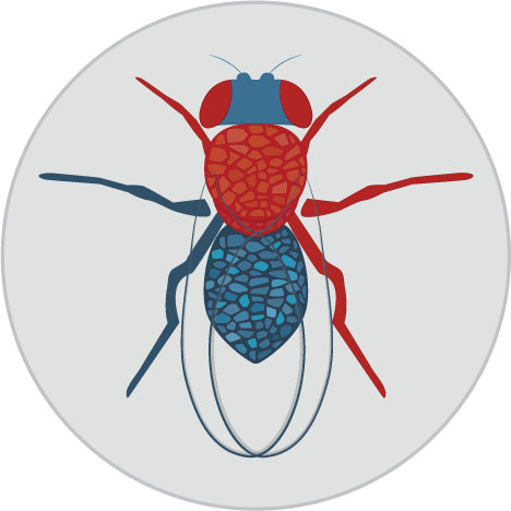Fly Cell Atlas (@flycellatlas) on Twitter photo Stay tuned for our second #FlyCellAtlas meeting taking place March 24 - 26, 2019 at <a href="/HHMIJanelia/">HHMI | Janelia</a> janelia.org/you-janelia/co… Stay tuned for our second #FlyCellAtlas meeting taking place March 24 - 26, 2019 at <a href="/HHMIJanelia/">HHMI | Janelia</a> janelia.org/you-janelia/co…