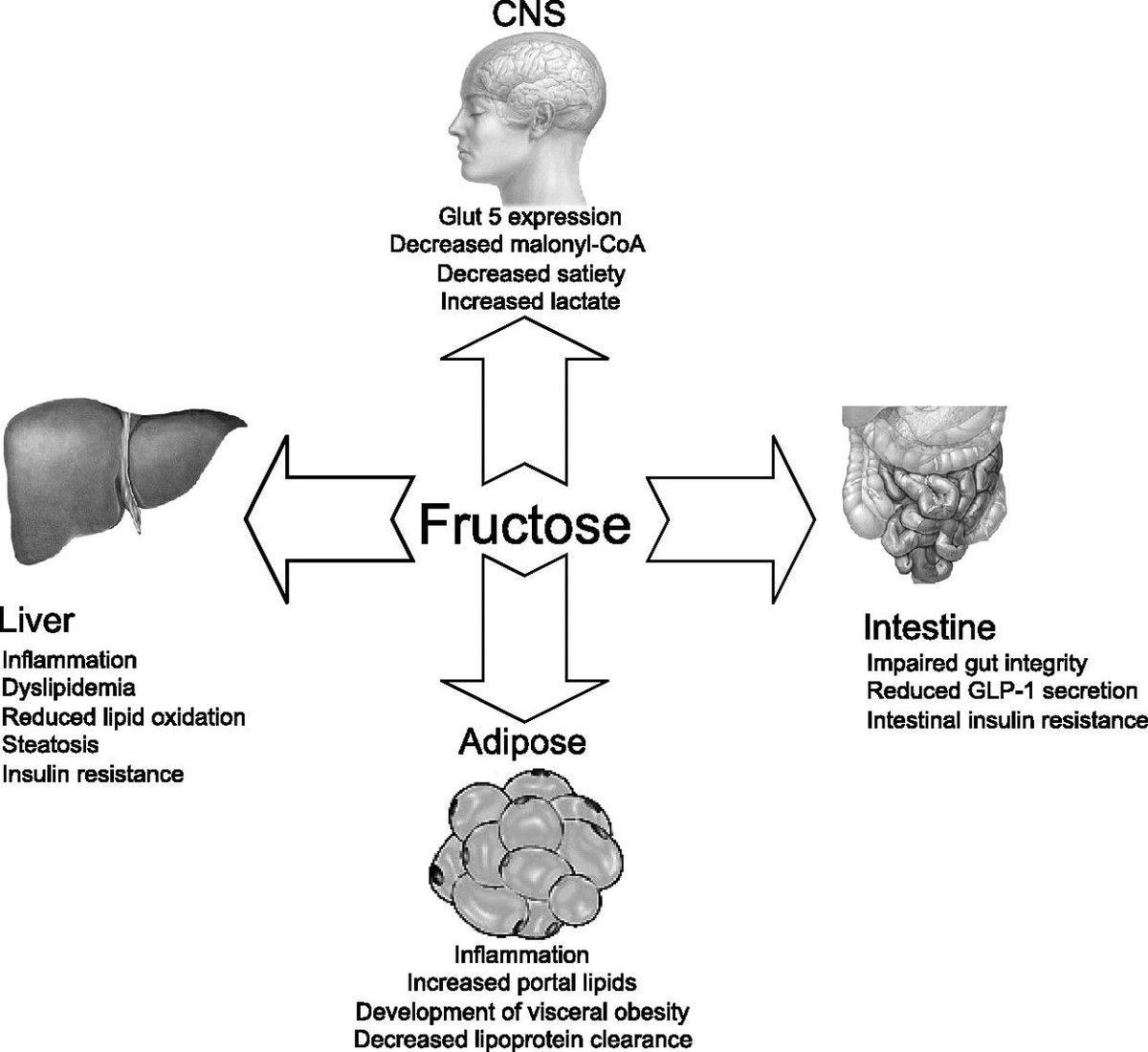 Фруктоза и печень. Фруктоза влияние на печень. Фруктоза и инсулин. Фруктоза и лептин.