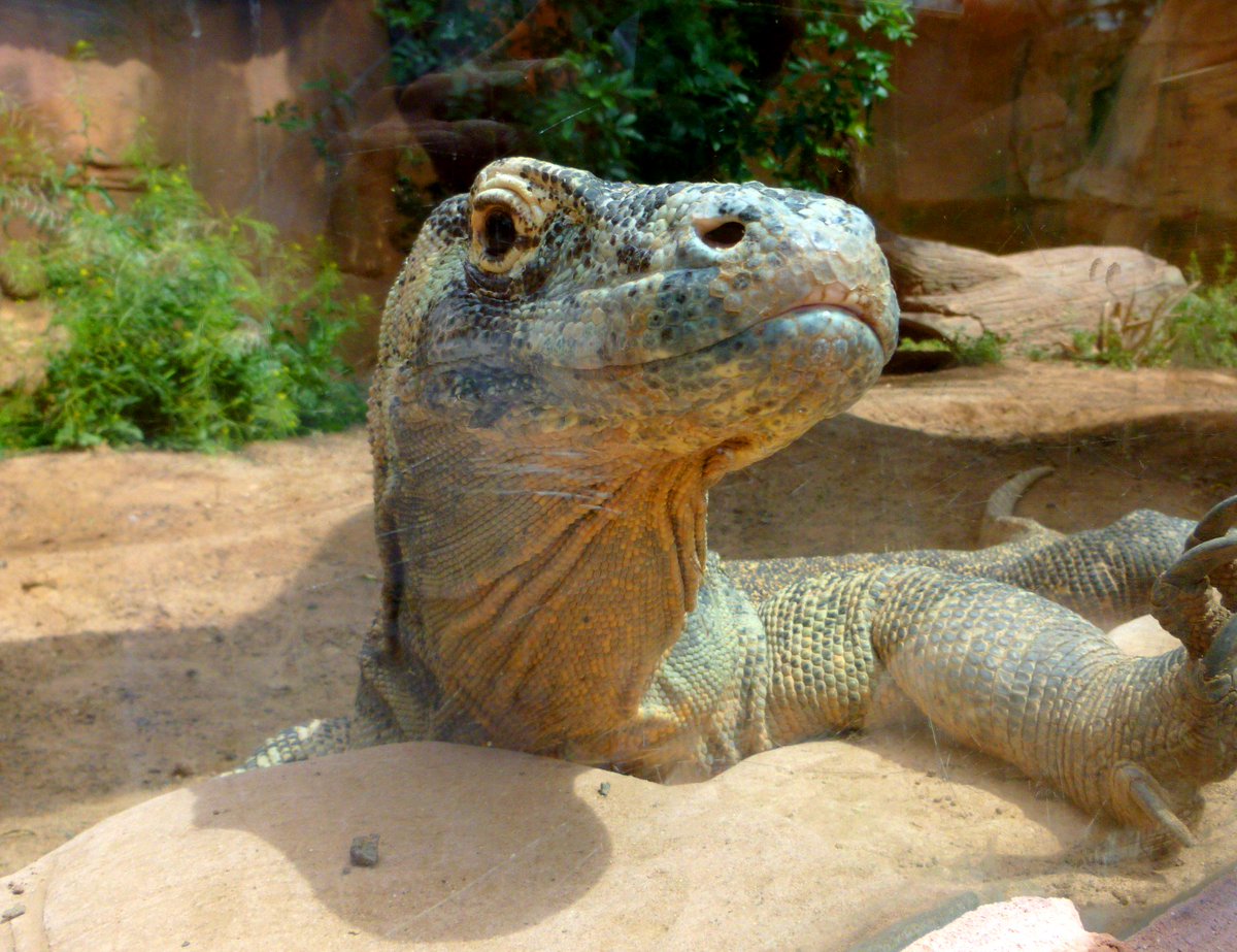 Dragon alert on Lanzarote!! Meet the fascinating komodo #dragon in Lanzarote's only zoo.
#Lanzarote #CanaryIslands #animaloftheday #Komodowaran #Drache #wheretonext #Kanaren #Zoobesuch #animalprotection #tierschutz #animales #dragondekomodo #canarias #vacaciones <a href="/RanchoTexasPark/">Rancho Texas Park</a>