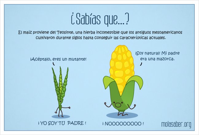 AMSACSemilleros's tweet photo. ¿Sabías que el maíz proviene del Teosinte? Siglos de modificaciones genéticas selectivas han dado como resultado la diversidad de maíces que conocemos hoy en día. 🌽🌽 https://t.co/jKmea5m7K0