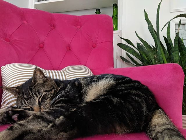 andthenwetried's tweet photo. Living his best life here. This week has been pretty crazy, so we're looking to George for inspiration on how to kick back and relax.
#catsofinstagram #petsonfurniture #rspets #dspetstyle #eclecticdecor #pinkchair https://t.co/i1yIbDDxTI https://t.co/bVyT4eg1zZ