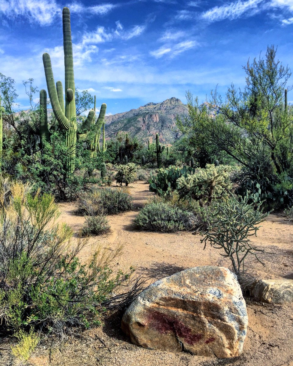 totallytucson's tweet photo. Happy #ThrowbackThursday, #Tucson! 98 and sunny today. Leisurely hike this morning in @sabinocanyonaz amid its ancient geological wonders. #LaborDayWeekend fun starts right now! Have a wondrous time in our #highdesertplayground! #visittucson #thisistucson https://t.co/8eONzq7oIe